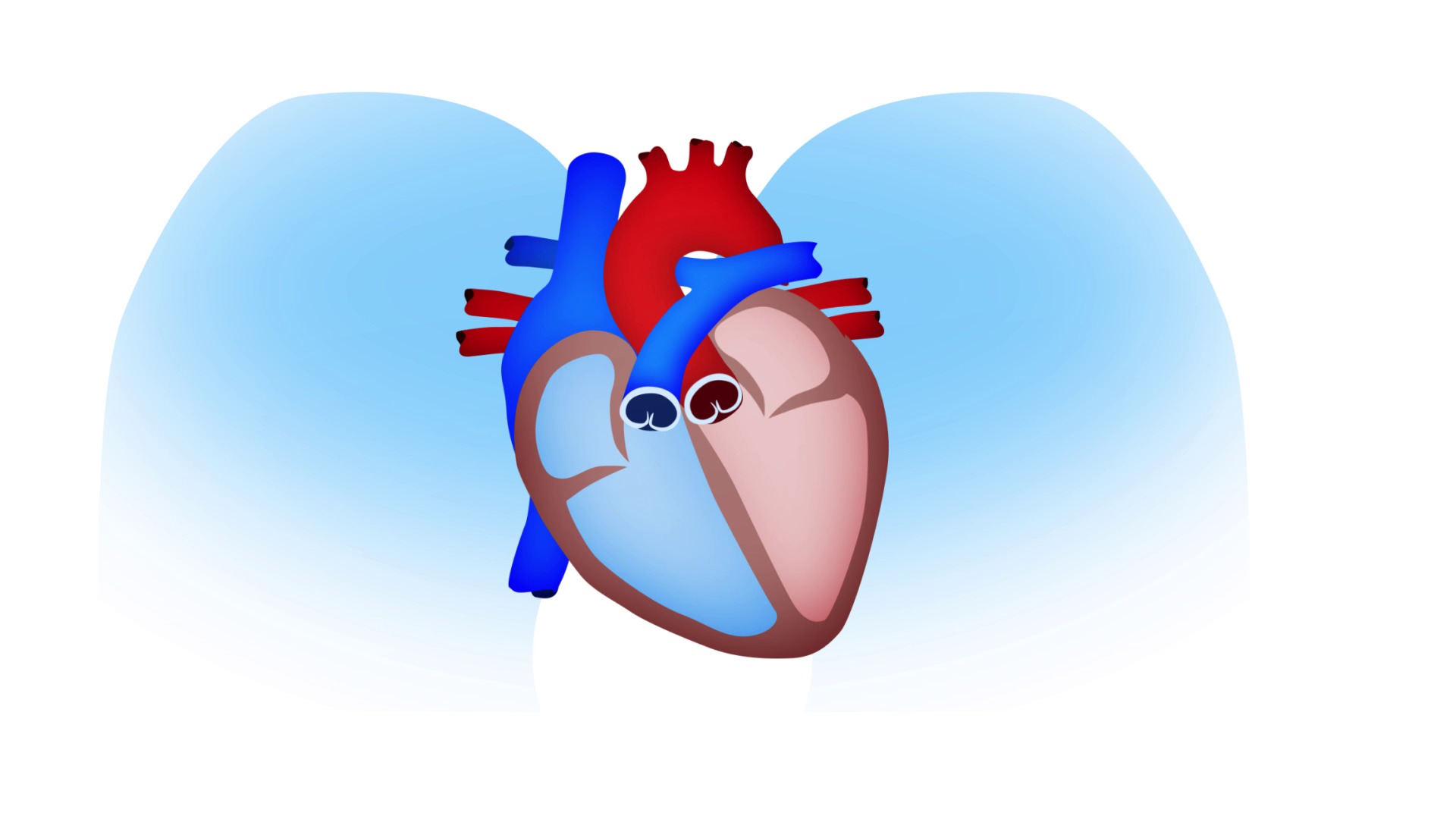 De werking van een gezond hart De werking van een gezond hart